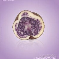 Potato Agronomy (@graemeskinner1) 's Twitter Profile