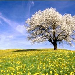 CalendarioVacas's profile picture. 