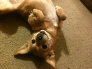 ryanmoonie's profile picture. I Like to Trickshot and Feed :)