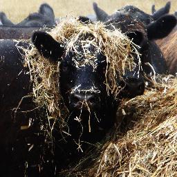 Carawatha prime lambs are raised on lush New England pastures on the top of the Northern Tablelands in NSW. We’re a proud family owned and operated business.