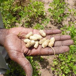 Le Cadre de Concertation des Producteurs d'Arachide de Kaolack au Sénégal regroupe 48 villages incluant 8000 agriculteurs unis pour un monde rural prospère.