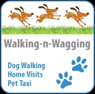 Walking-n-Wagging is a professional, reliable, personal and caring dog walking company. I’m Lisa and I have a gorgeous cocker spaniel, Fred, and a tortoise, Baz