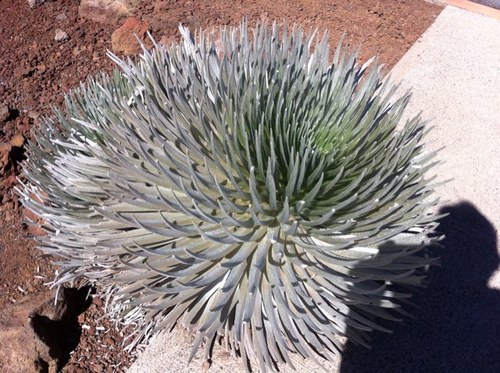 priscillameilin's profile picture. 