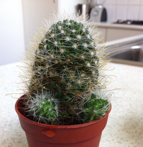 Owner of a cactus that looks like a knob and balls.