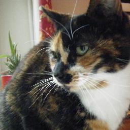 izzy_colledge's profile picture. 