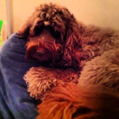 Retired dialysis nurse! Who on retiring inherited a large cockapoo Kofi who keeps me fit. I believe that all forms of racism are evil.