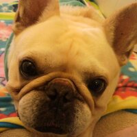 guricoまま3号 (@gurico4) 's Twitter Profile