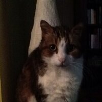 Floxgal (@floxgal) 's Twitter Profile