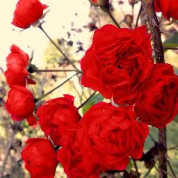 hubbahuluocak's profile picture. 