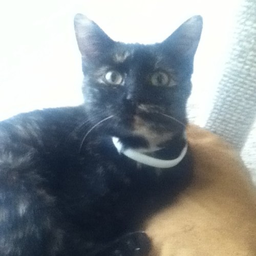 Meow meow meow. #stonercatprobs