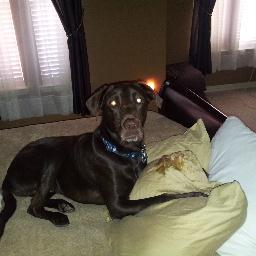 When I turned 3, my momma let me get Twitter! I love other chocolate Labs and old Beagles.