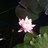 noname_tea