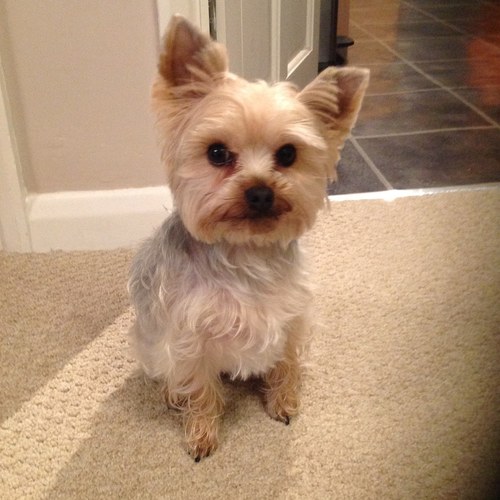 daisyminiyorkie's profile picture. 
