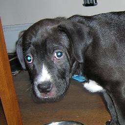 goldeglox's profile picture. 