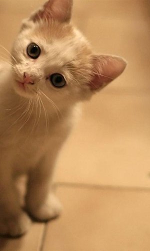 alicebama1's profile picture. 