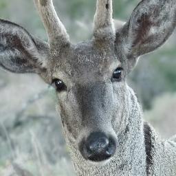 Twitter oficial de la Sociedad Chilena de Etología.