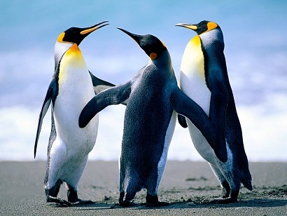 Amo animais.