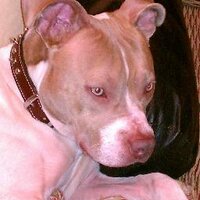 Gus (@donkey20002) 's Twitter Profile