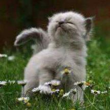 love cats all animals and all sports