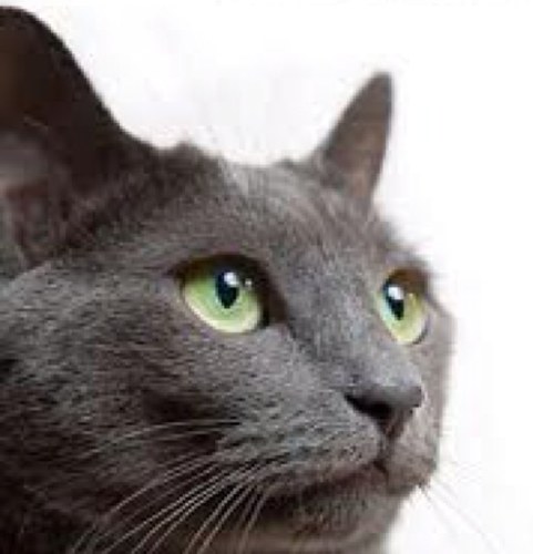 ImAWorthlessCat's profile picture. Just a Russian Blue cat that likez to feel like I belong. So I got twitter. 
#TeamTearCrapToShreds 
I like Michael Vick