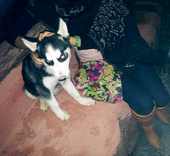 anfalialansari's profile picture. CSS student at kuwait university