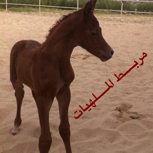 مربط الملهيات للـــخيل العـــــربيـــه الاصيـــــله ( الخيل المصريه )