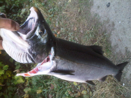 kitimatsalmon's profile picture. 