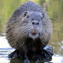 Beaver Beth - @Beaver_beth - Twitter