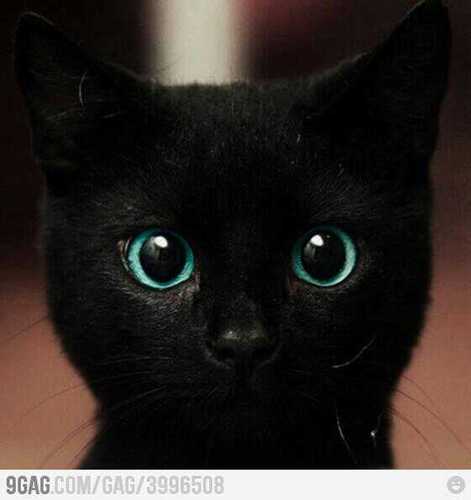 eyenapple's profile picture. 