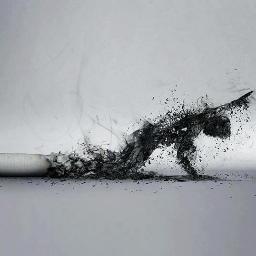 dante_chf's profile picture. 