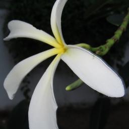 mosesvictor's profile picture. 