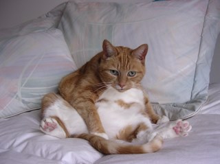 robinstaklo's profile picture. 