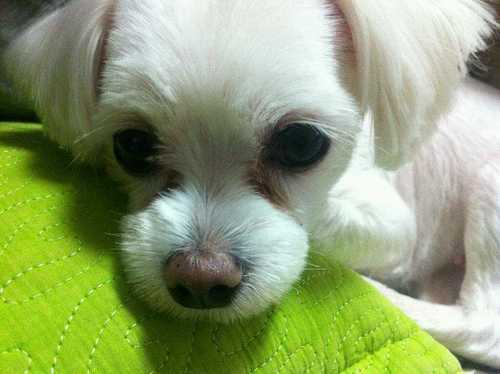 2021년6월까지 18년동안 고양이 동거