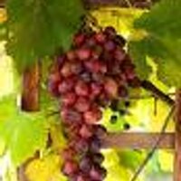 Meranda-Nixon Winery (@mernix) 's Twitter Profile