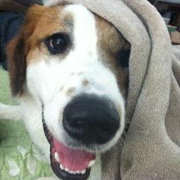 PennyPuppers's profile picture. 50% Great Pyrenees, 100% goofball. I want to be your best friend. http://t.co/FrCYE4Rs