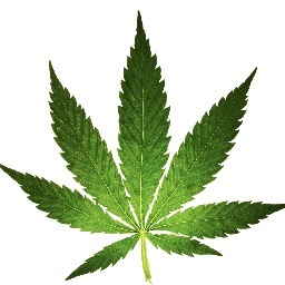 The_Potster's profile picture. Loading up the bong, Cranking up the song, Hootin this Bitch all night long. Eat, Sleep, Smoke Marijuana, then eat again.... happy 420 and enjoy life! :) Writer