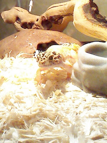 my life is all about geckos! love em to death. I have the best two geckos anyone could have. linkin park is da bomb!