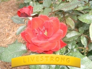 veiglcc's profile picture. 