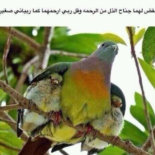 فن