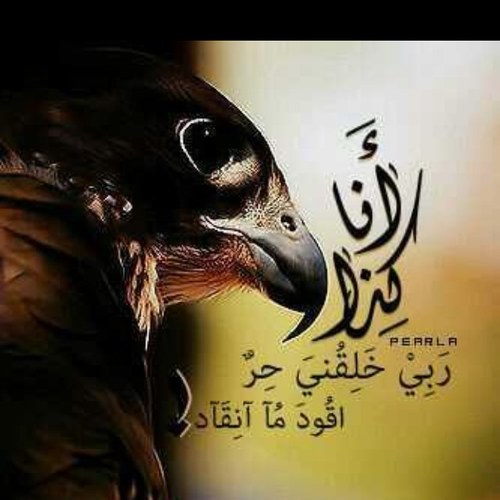 moteb99's profile picture. 