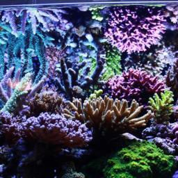 shiotak's profile picture. リーフタンクやってます。