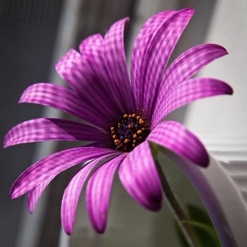 Heaven C. You can admire the flower, but understand your dealing with a woman and a higher power. #Jesus