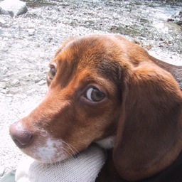 バイク（７５０ｃｃマグナ）にビーグル犬を乗っけて日々風のように旅してます。気に入った場所があれば時々ギター抱えて、ピアノ叩いてシャウト。ビーグル最高！デイジー最高！アンジー最高！