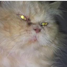 uroosakaz14's profile picture. hey i am a web developer