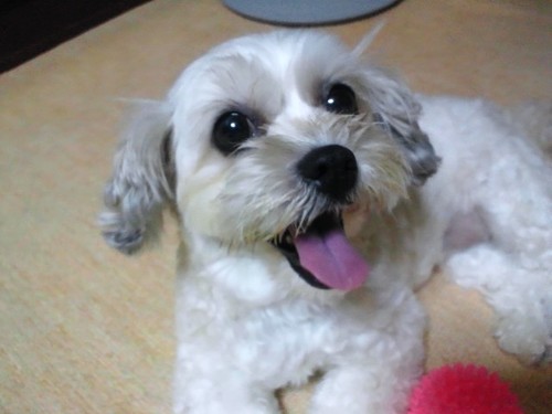 totalclean242's profile picture. 小さな会社ですけど一応経営者なんで、ヤッパ仕事第一Σ(￣□￣)！…でもたまには弾けたいよな～…