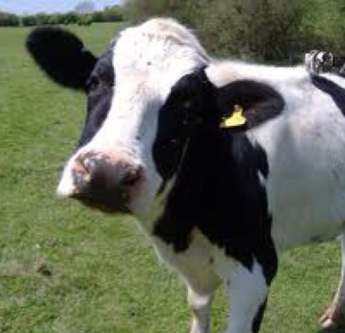 You want to eat my meat. Moo.
