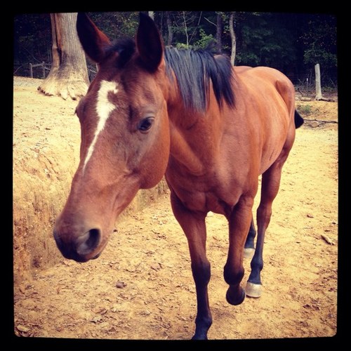 _EnglishRider's profile picture. Just another anon horseback rider. USA.