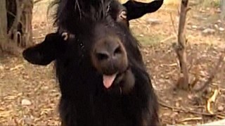 smittee34's profile picture. 