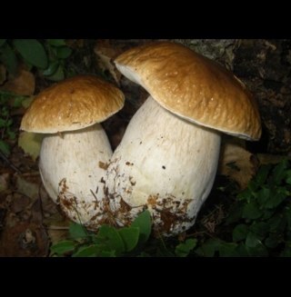 mycoplasma_'s profile picture. solido, sapido,saporito....amante dell'aria aperta