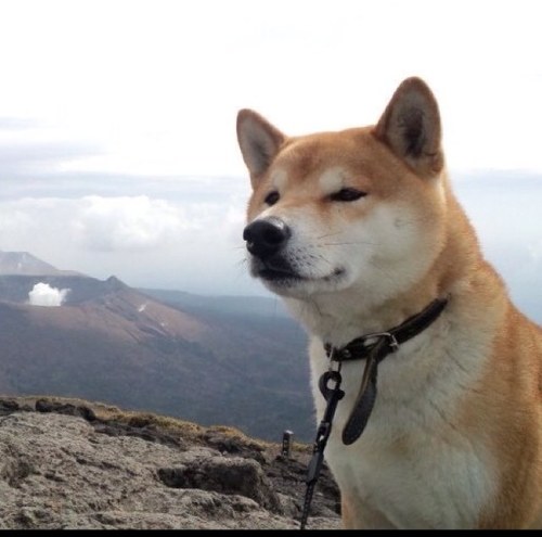 ShibainuY's profile picture. 趣味はお城めぐりと食べ歩き。